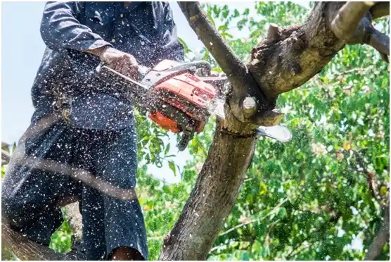 tree services Ancient Oaks